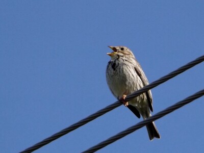 Ptice kao saveznici u poljoprivrednoj proizvodnji