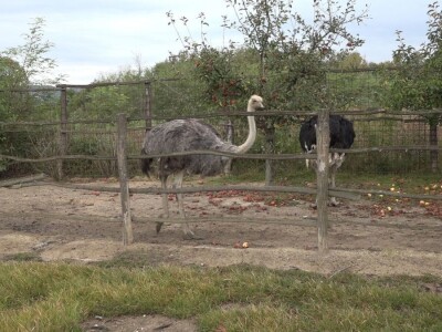 Velike ptice u Velikom Selu
