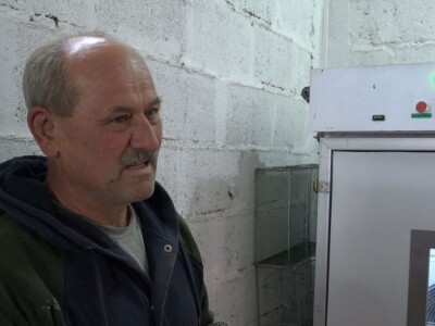 Velike ptice u Velikom Selu