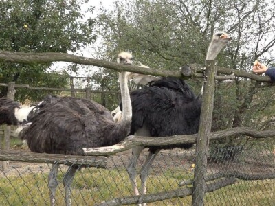 Velike ptice u Velikom Selu