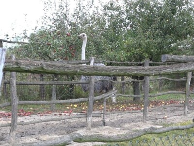 Velike ptice u Velikom Selu