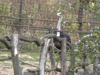 Velike ptice u Velikom Selu