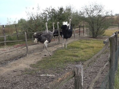 Velike ptice u Velikom Selu