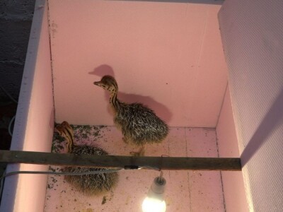 Velike ptice u Velikom Selu