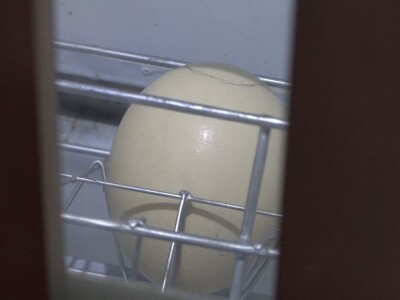 Velike ptice u Velikom Selu