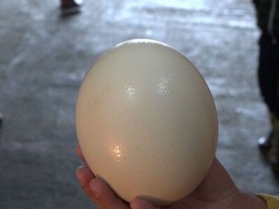 Velike ptice u Velikom Selu