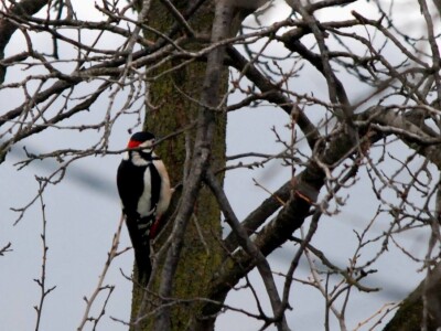 Ptice kao saveznici u poljoprivrednoj proizvodnji