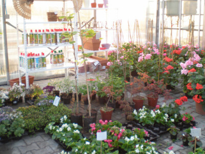 Veliki izbor ukrasnog bilja, profi i hobi opreme Veliki izbor ukrasnog bilja, profi i hobi opreme