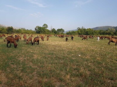 Veliki otkupljivači i prerađivači bez interesa za domaće kozje mlijeko
