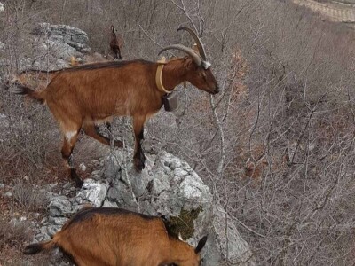 Veliki otkupljivači i prerađivači bez interesa za domaće kozje mlijeko