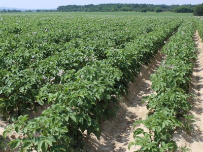 Velikim koracima naprijed - Obitelj Puškarić iz Kaniške Ive