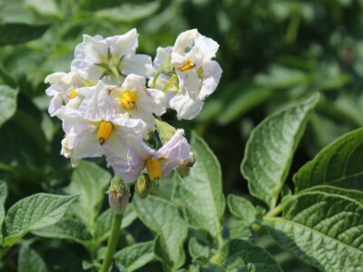 Velikim koracima naprijed - Obitelj Puškarić iz Kaniške Ive