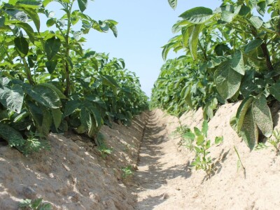 Velikim koracima naprijed - Obitelj Puškarić iz Kaniške Ive