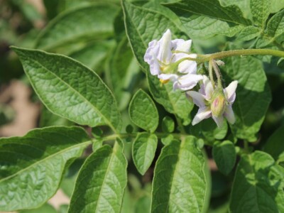 Velikim koracima naprijed - Obitelj Puškarić iz Kaniške Ive