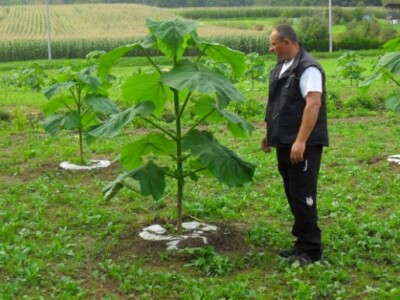 Velimir Kraljić kraj svoje paulovnije