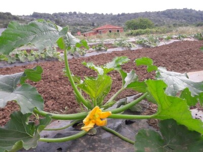 Velimir Mratinić, idejni začetnik inicjative za poticanje proizvodnje