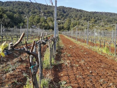 Velimir Mratinić, idejni začetnik inicjative za poticanje proizvodnje