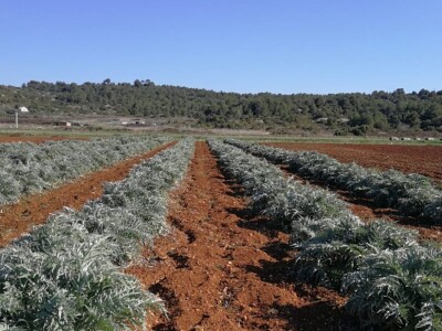 Velimir Mratinić, idejni začetnik inicjative za poticanje proizvodnje