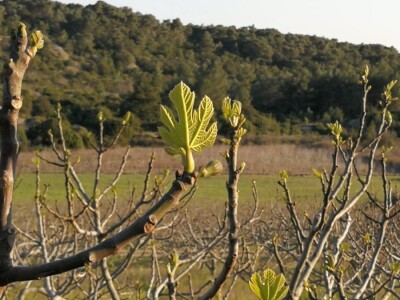 Velimir Mratinić, idejni začetnik inicjative za poticanje proizvodnje