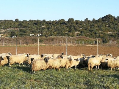 Velimir Mratinić, idejni začetnik inicjative za poticanje proizvodnje
