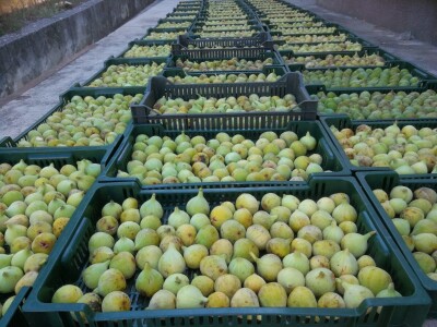 Velimir Mratinić, idejni začetnik inicjative za poticanje proizvodnje