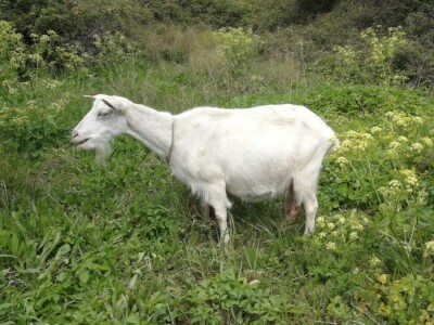 Velimir Mratinić, idejni začetnik inicjative za poticanje proizvodnje