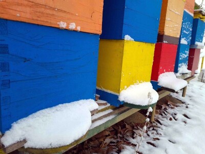 Veljača u pčelinjaku