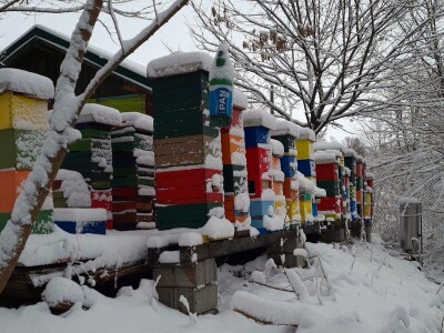 Veljača u pčelinjaku