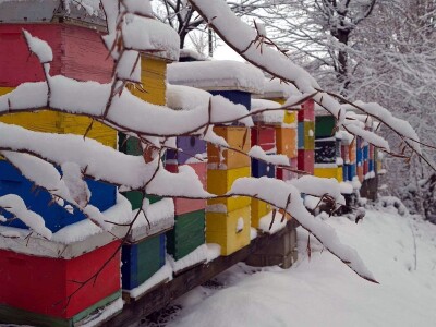 Veljača u pčelinjaku