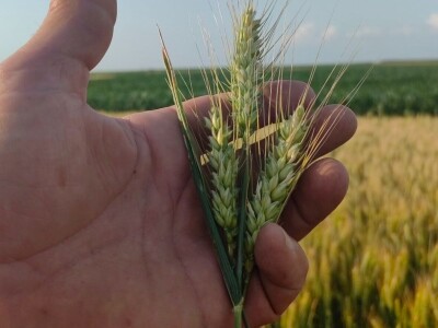 Vera Škulan - agroinfluenserka