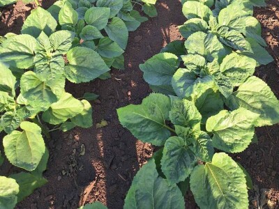 Vera Škulan - agroinfluenserka