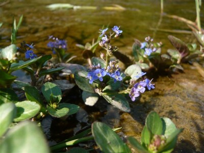 Potočna čestoslavica Potočna čestoslavica