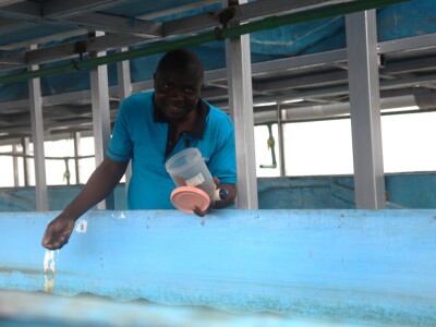 Vertikalna jezera - revolucija u afričkoj akvakulturi Vertikalna jezera - revolucija u afričkoj akvakulturi