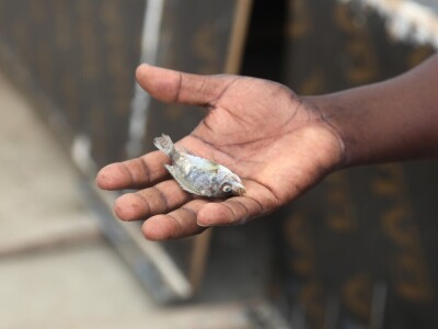 Vertikalna jezera - revolucija u afričkoj akvakulturi Vertikalna jezera - revolucija u afričkoj akvakulturi