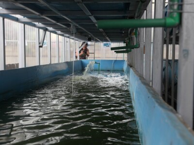 Vertikalna jezera - revolucija u afričkoj akvakulturi Vertikalna jezera - revolucija u afričkoj akvakulturi