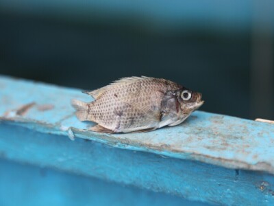 Vertikalna jezera - revolucija u afričkoj akvakulturi