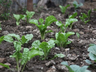 Vertikalna jezera - revolucija u afričkoj akvakulturi