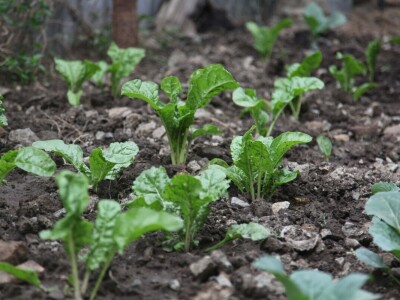 Vertikalna jezera - revolucija u afričkoj akvakulturi Vertikalna jezera - revolucija u afričkoj akvakulturi
