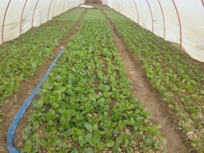 U plastenicima ima stalno posla