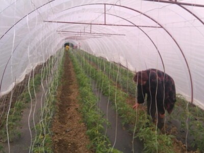 Pregled rajčice u plasteniku