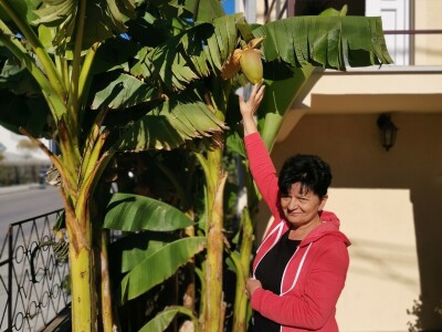 Drvo banane kao ukras dvorišta