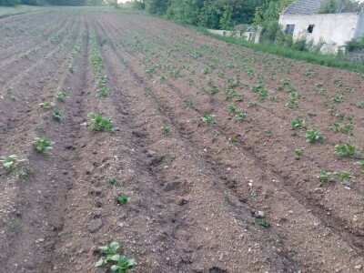 Veso Radić: Za nevesinjski krompir uvijek se nađe kupac