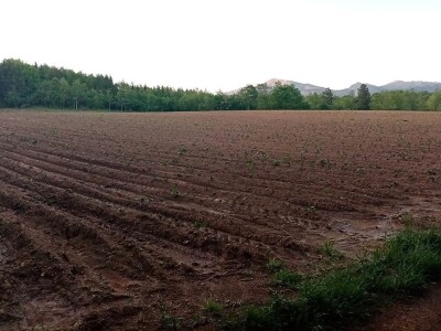 Veso Radić: Za nevesinjski krompir uvijek se nađe kupac