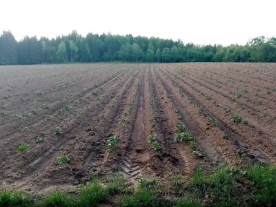 Veso Radić: Za nevesinjski krompir uvijek se nađe kupac