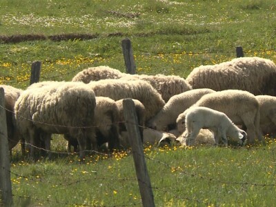 Veterinari ugroženi u doba pandemije?