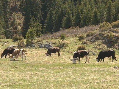 Veterinari ugroženi u doba pandemije?