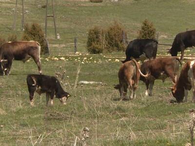 Veterinari ugroženi u doba pandemije?