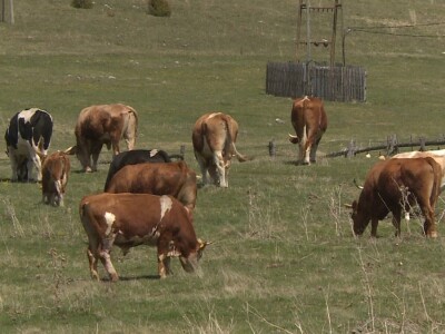 Veterinari ugroženi u doba pandemije?