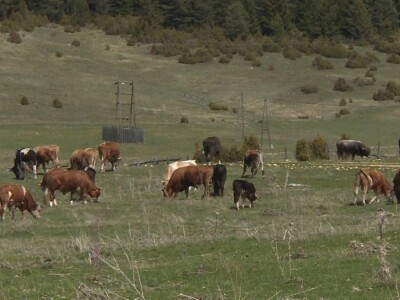Veterinari ugroženi u doba pandemije?