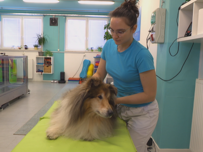 Veterinarka Jana Gams predvodi inovativni projekt rehabilitacije pasa